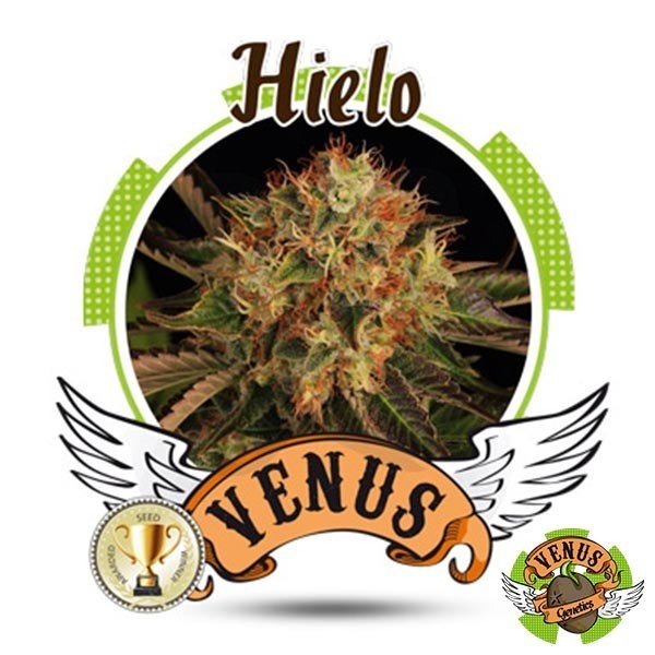 Gelo Venus Genetics 100% feminizada - Grow Barato