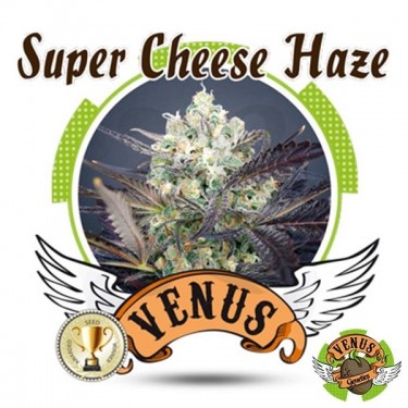 Super Cheese Haze de Venus Genetics - Grow Barato