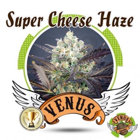 Super Cheese Haze Super Cheese Haze