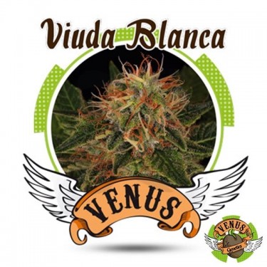 Viuda Blanca de Venus Genetics feminizada - Grow Barato