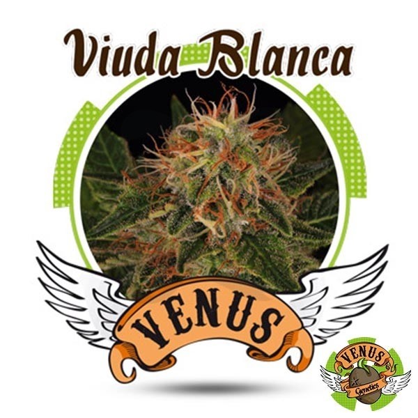 Viúva branca de Venus Genetics feminizada - Grow Barato