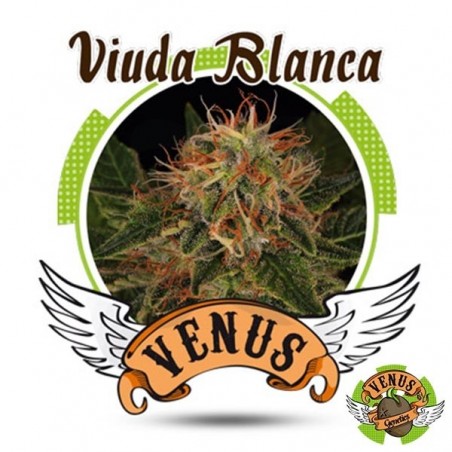 Viúva branca de Venus Genetics feminizada - Grow Barato Viúva branca de Venus Genetics feminizada - Grow Barato