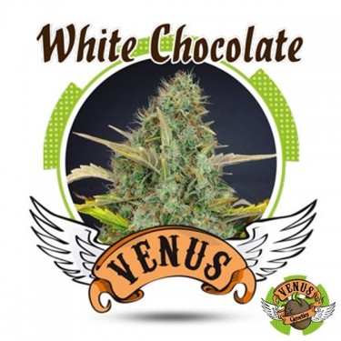 White Chocolate de Venus Genetics feminizada - Grow Barato
