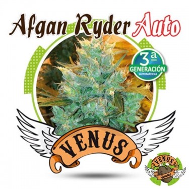 Afgan Ryder Auto de Venus Genetics feminizada - Grow Barato