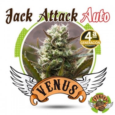 Jack Attack Auto - Venus Genetics - hembra - Grow Barato