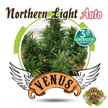 Northern Lights auto de Venus Genetics - Grow Barato