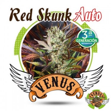 Red Skunk Auto de Venus Genetics automática - Grow Barato