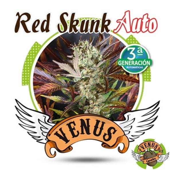Red Skunk Auto de Venus Genetics automática - Grow Barato