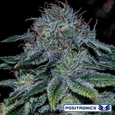Comprar Mystic Cookie de Positronics Seeds - Grow Barato