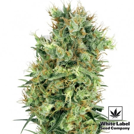Cali Orange Bud Regular de White Label - Grow Barato Cali Orange Bud Regular de White Label - Grow Barato