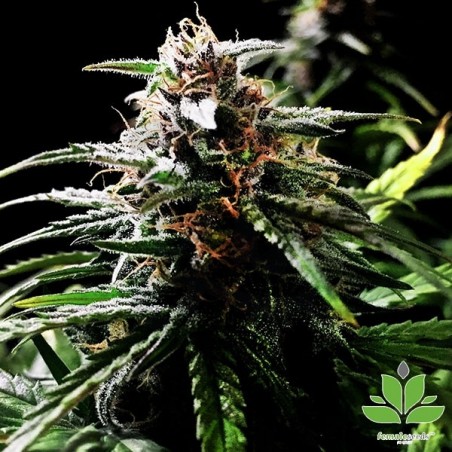 Comprar Auto Speed Bud de Female Seeds - Grow Barato