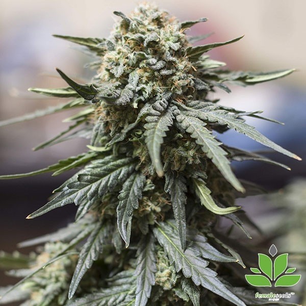 Auto White Widow x Big Bud