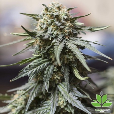 Auto White Widow x Big Bud Auto White Widow x Big Bud