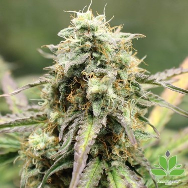 Comprar Auto NL de Female Seeds - GB The Green Brand