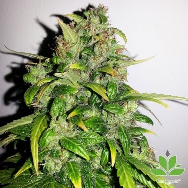 Comprar Auto AK de Female Seeds - Grow Barato