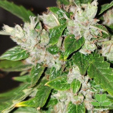 Comprar Auto Bubble Female Seeds - GB The Green Brand