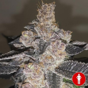 Compra Gelato 242 de Medical Seeds - GB The Green Brand