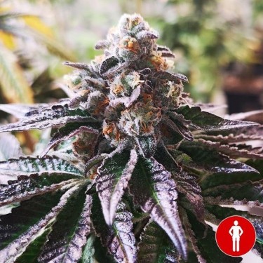 Comprar Cookies Purple Punch de Medical Seeds - GB