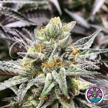 Delicious Cookies Marijuana Plant