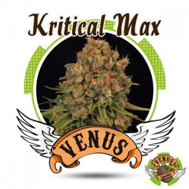 Kritical Max de Venus Genetics feminizada - Grow Barato