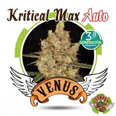 Kritical Max Auto de Venus Genetics - Grow Barato