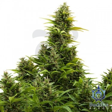 Medikit Auto CBD