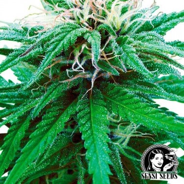 Ruderalis Indica  ® Regular Auto Sensi Seeds - Grow Barato