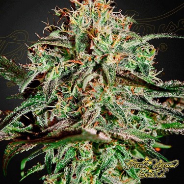 A.M.S. de Green House Seeds feminizada - Grow Barato