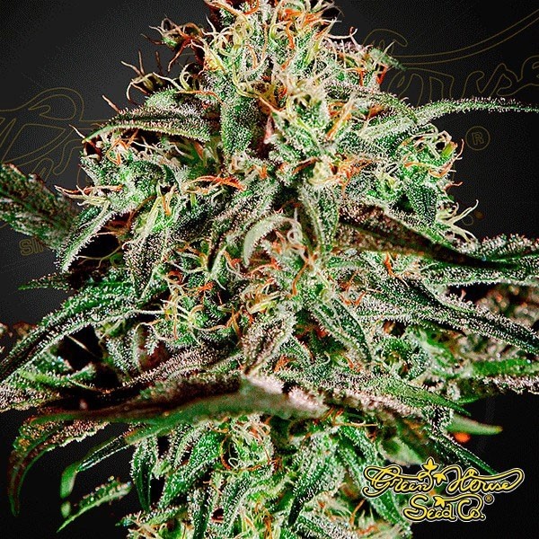 A.M.S. de Green House Seeds feminizada - Grow Barato