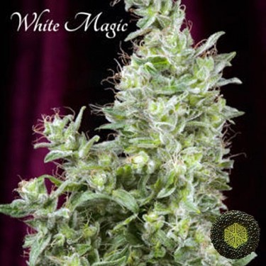 White Magic de Mandala Seeds sativa congoleña - Grow Barato