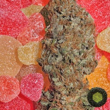Fruitylicious de Mandala Seeds sabor a bayas - Grow Barato