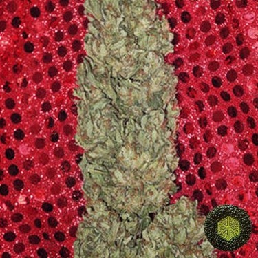 Hubble Bubble de Mandala Seeds muy sabrosa - Grow Barato