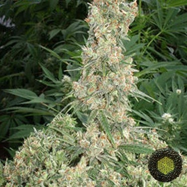 Far Out feminizada de Mandala Seeds - Grow Barato