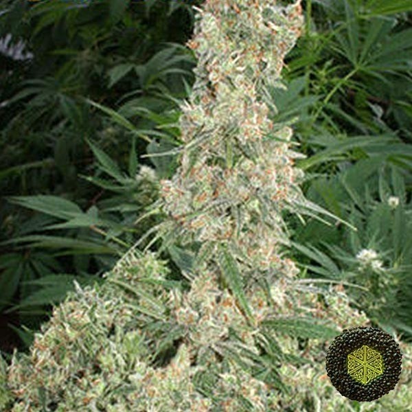Far Out femminilizzata banco Mandala Seeds.