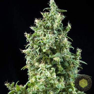 White Bhutanese feminizada de Mandala Seeds - Grow Barato