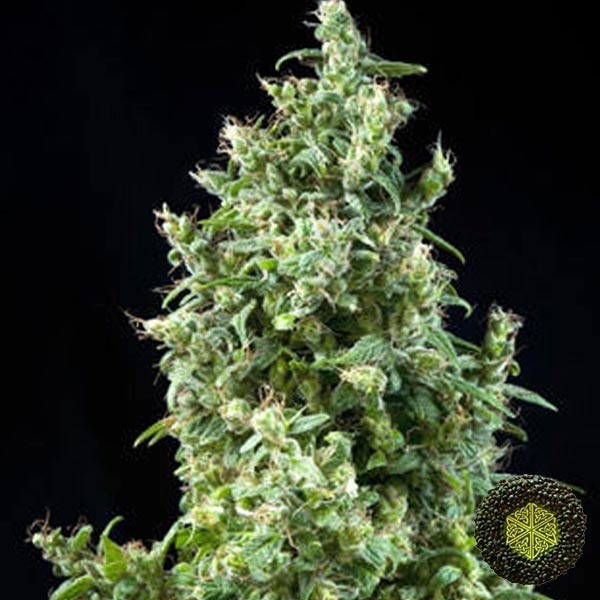 White Bhutanese feminizada de Mandala Seeds - Grow Barato