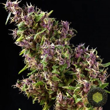 Purple Paro Valley feminizada Mandala Seeds - Grow Barato