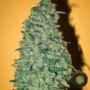 California Dream feminizada de Mandala Seeds - Grow Barato