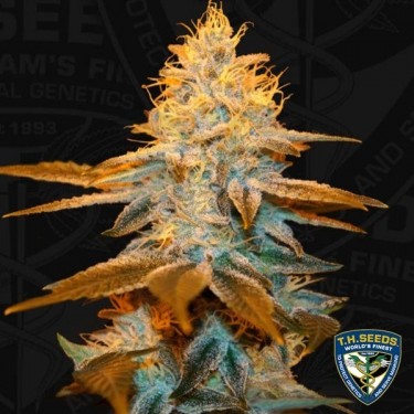 Strawberry Glue - T.H. Seeds - feminizada - Grow Barato