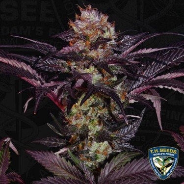 French Macaron - T.H. Seeds - feminizada - Grow Barato