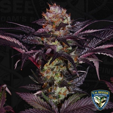 French Macaron - T.H. Seeds - feminizada - Grow Barato