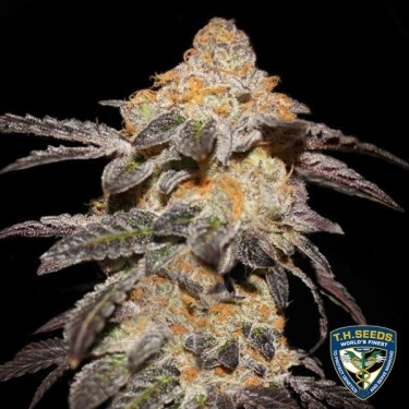 French Cookies - T.H. Seeds - 100% feminizada - Grow Barato