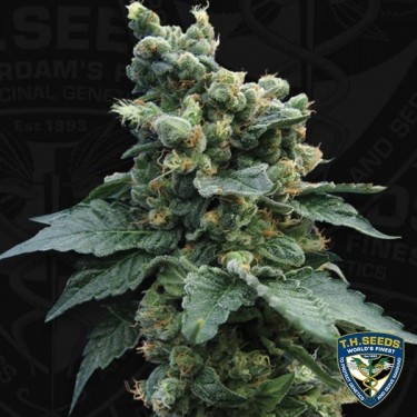 Sage´n Sour Feminizada de T.H. Seeds - Grow Barato