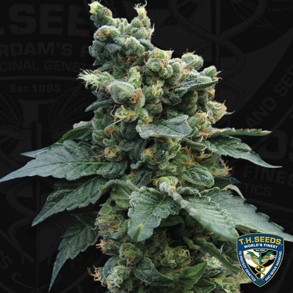 Sage´n Sour Feminizada de T.H. Seeds - Grow Barato
