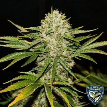 Wreckage Feminizada del banco T.H. Seeds - Grow Barato