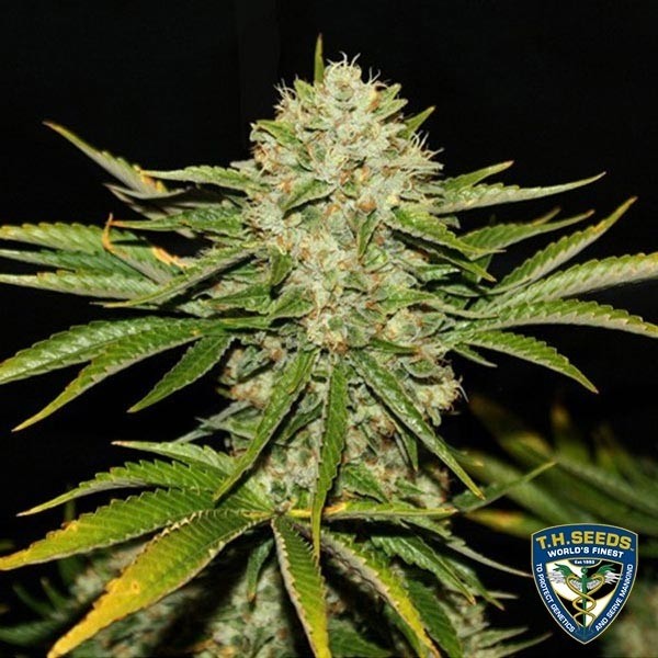 Wreckage Feminizada del banco T.H. Seeds - Grow Barato