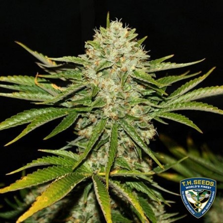 Wreckage Feminizada del banco T.H. Seeds - Grow Barato Wreckage Feminizada del banco T.H. Seeds - Grow Barato