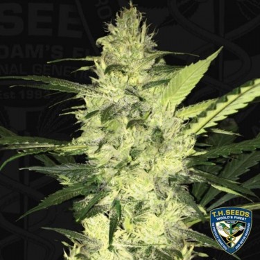 La S.A.G.E. de T.H. Seeds feminizada - Grow Barato