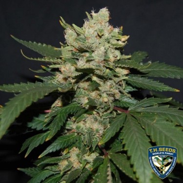M.O.B. de T.H. Seeds semillas feminizadas - Grow Barato