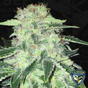 La S.A.G.E. CBD feminizada de T.H. Seeds - Grow Barato
